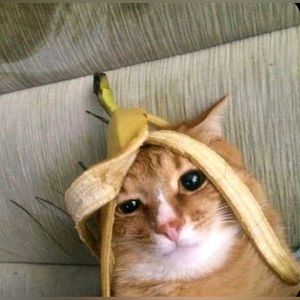 Meet your Posher, Jas